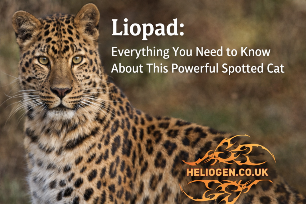 Liopad powerful spotted cat close-up with bold wildlife banner design